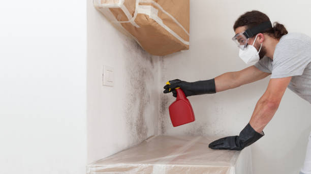 Professional Basement Mold Remediation technician working in Oakland, TN