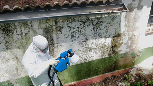 Top rated local Basement Mold Remediation specialists in Oakland, TN